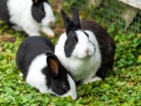 Kaninchen schwarzweiß